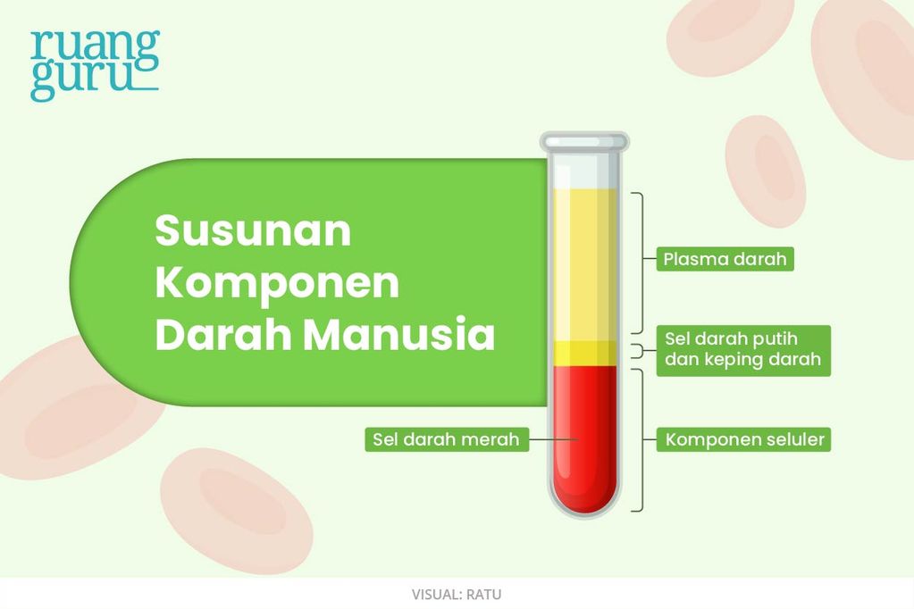 Mengenal Komponen Penyusun Darah Dan Fungsinya Dalam Tubuh Manusia